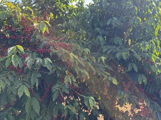 Fazenda / Sítios / Chácaras à venda em Campos Gerais, no bairro Zona Rural