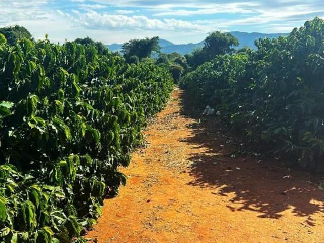 Fazenda / Sítios / Chácaras à venda em Divisa Nova, no bairro Zona Rural