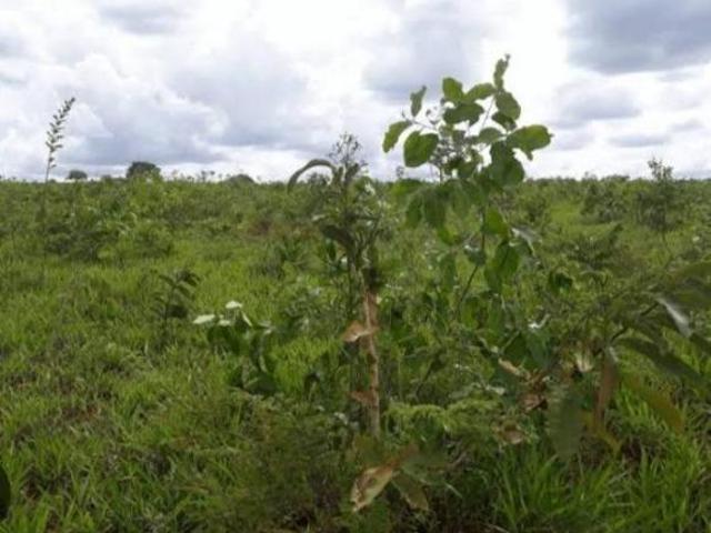 Fazenda / Sítios / Chácaras à venda em Felixlândia, no bairro Zona Rural