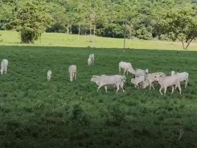 Fazenda / Sítios / Chácaras à venda em Pitangui, no bairro Zona Rural