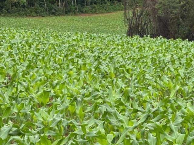 Fazenda / Sítios / Chácaras à venda em Resende Costa, no bairro Zona Rural