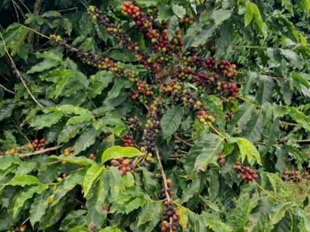 Fazenda / Sítios / Chácaras à venda em São Gonçalo Do Sapucaí, no bairro Zona Rural 1