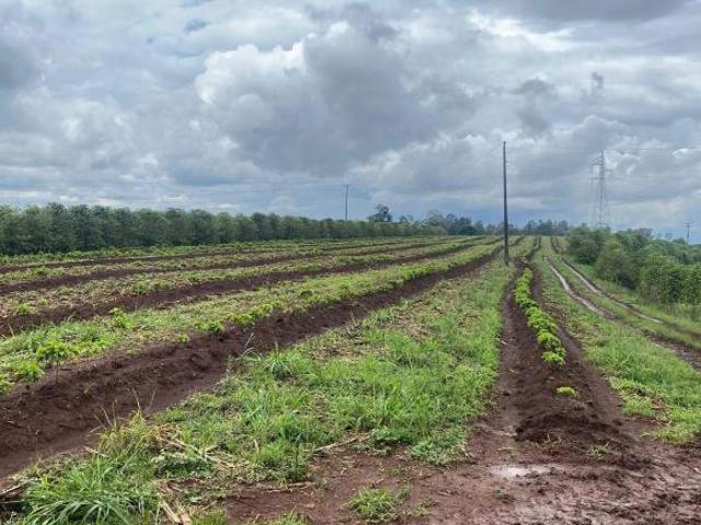 Fazenda / Sítios / Chácaras à venda em São Gonçalo Do Sapucaí, no bairro Zona Rural