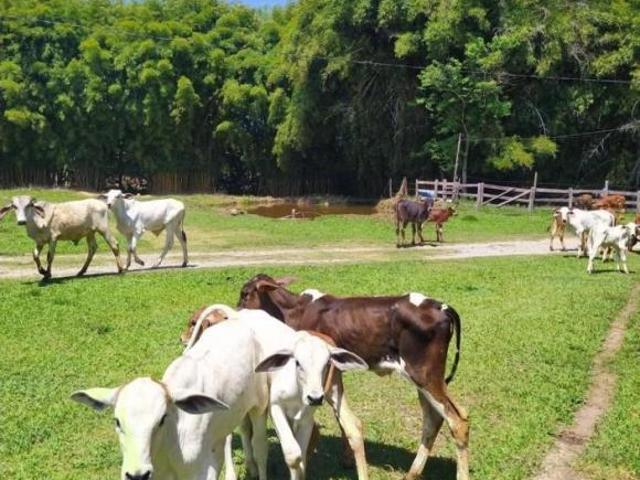 Fazenda / Sítios / Chácaras à venda em São Sebastião Da Bela Vista, no bairro Zona Rural