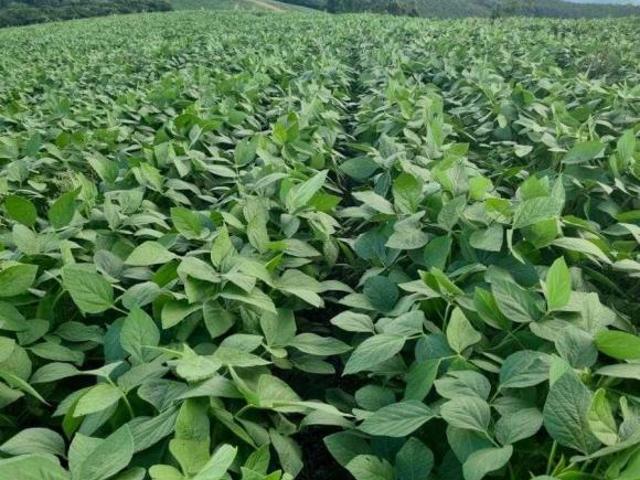 Fazenda / Sítios / Chácaras à venda em Seritinga, no bairro Zona Rural