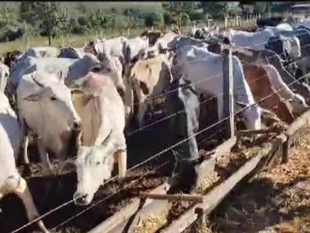 Fazenda / Sítios / Chácaras à venda em Três Marias, no bairro Zona Rural