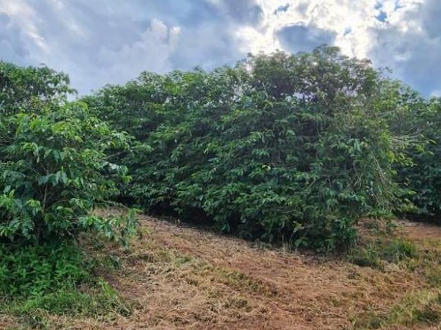 Fazenda / Sítios / Chácaras à venda em Três Pontas, no bairro Área Rural De Três Pontas