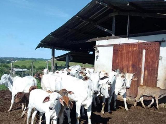 Fazenda / Sítios / Chácaras com 3 quartos à venda em Campo Belo, no bairro Bem Viver