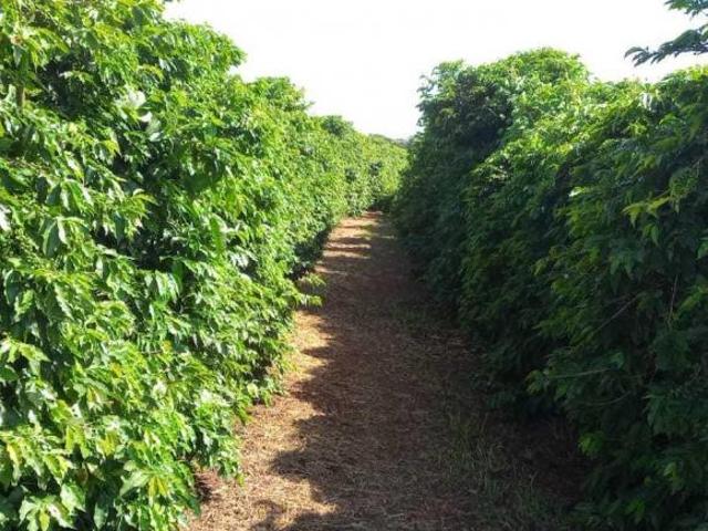 Fazenda / Sítios / Chácaras com 3 quartos à venda em Campanha, no bairro Zona Rural