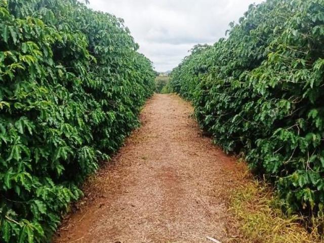 Fazenda / Sítios / Chácaras com 3 quartos à venda em Aguanil, no bairro Zona Rural