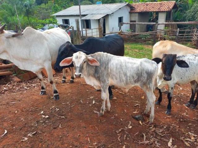 Fazenda / Sítios / Chácaras com 3 quartos à venda em Itamarandiba, no bairro Morro Do Pilar