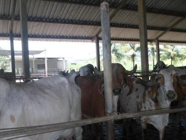 Fazenda / Sítios / Chácaras com 3 quartos à venda em Juiz De Fora, no bairro Área Rural De Juiz De F