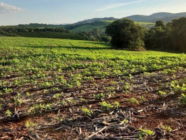 Fazenda / Sítios / Chácaras com 3 quartos à venda em Monsenhor Paulo, no bairro Zona Rural