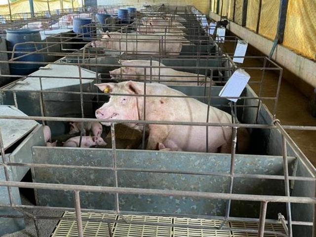 Fazenda / Sítios / Chácaras com 3 quartos à venda em Piranga, no bairro Zona Rural