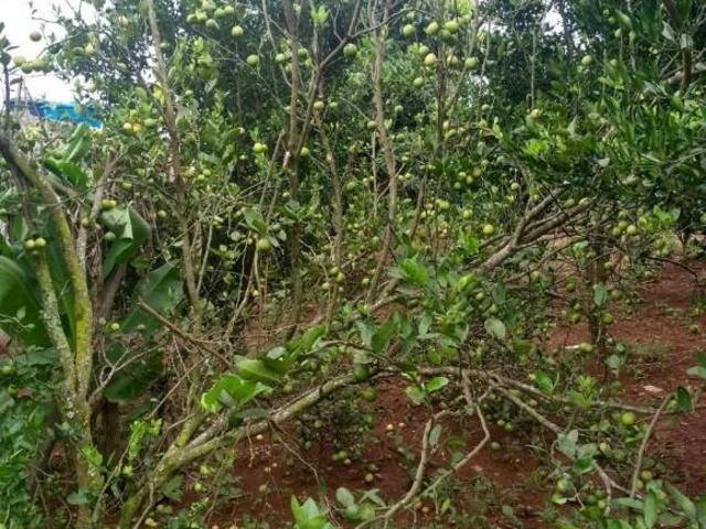 Fazenda / Sítios / Chácaras com 3 quartos à venda em Rio Manso, no bairro Zona Rural