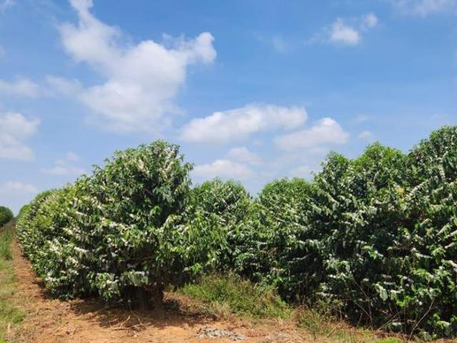 Fazenda / Sítios / Chácaras com 1 quarto à venda em Três Pontas, no bairro Zona Rural