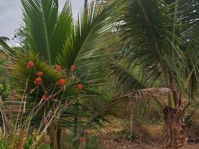 Fazenda / Sítios / Chácaras com 2 quartos à venda em Caputira, no bairro Carrego Do Moinho
