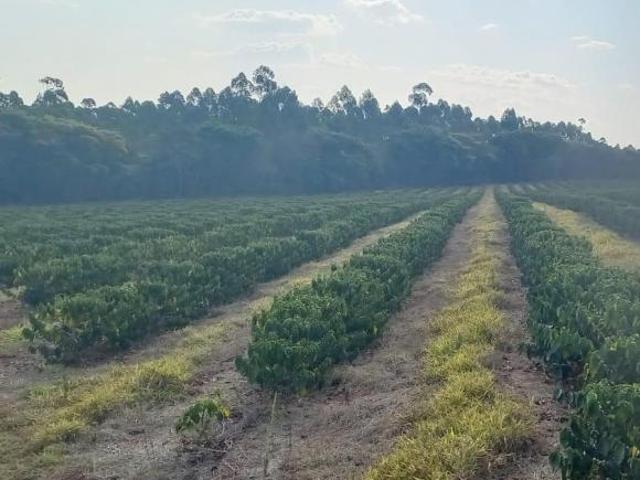 Fazenda / Sítios / Chácaras com 4 quartos à venda em Bom Sucesso, no bairro Zona Rural
