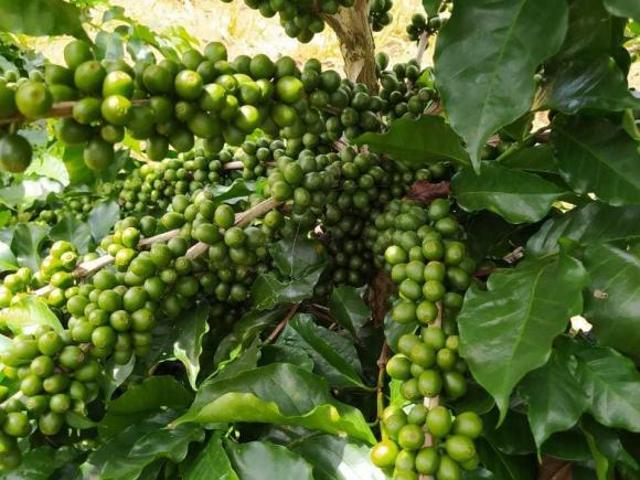 Fazenda / Sítios / Chácaras com 4 quartos à venda em Guapé, no bairro Zona Rural