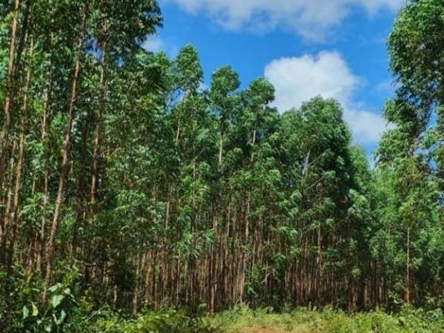 Fazenda / Sítios / Chácaras com 4 quartos à venda em Lassance, no bairro Centro