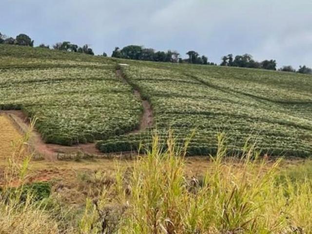 Fazenda / Sítios / Chácaras com 4 quartos à venda em Santo Antônio Do Amparo, no bairro Zona Rural
