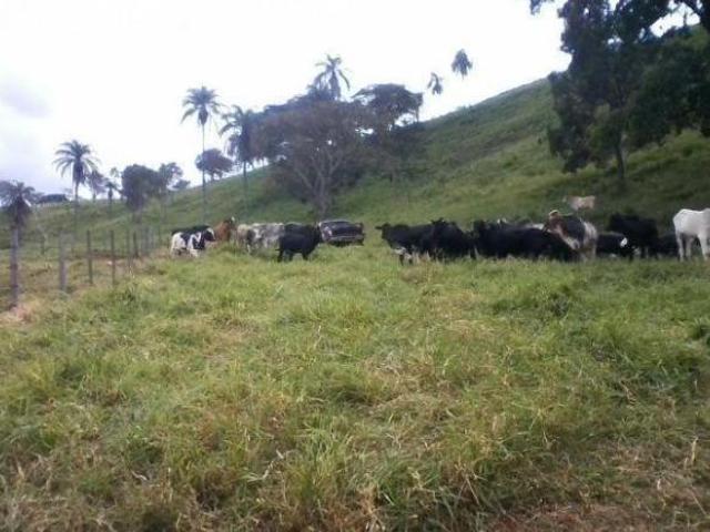 Fazenda venda. Cana e pecuária. Empório Negócios vende em Cajuru sp