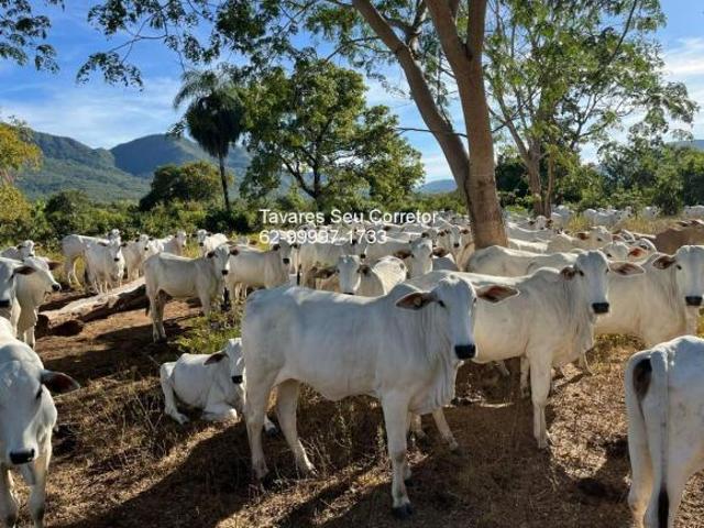 Fazenda, Zona Rural, Monte Alegre de Goiás, GO