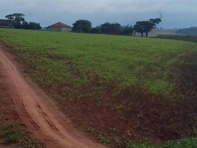 Fazenda 140,5 Alqueires, Topografia Plana, Terra Vermelha, 1Km da Rod Raposo, 50Kms de Presidente Pr