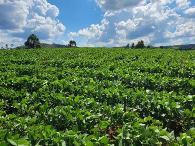 Fazenda 142,78 ha à venda em Área Rural, Caldas