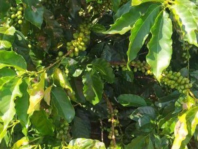 Fazenda