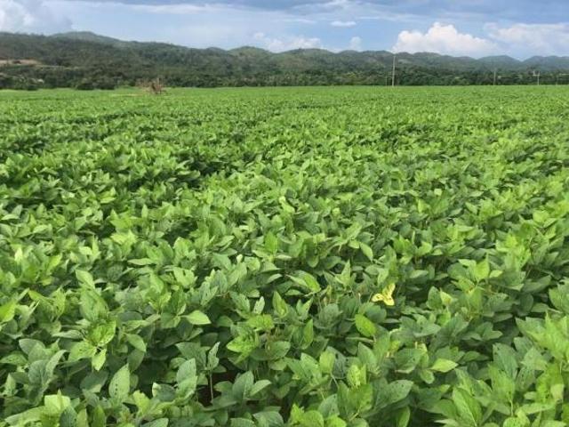 Fazenda