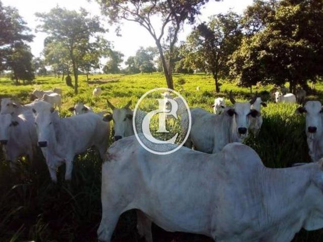 Fazenda 1541 Hectares Para Pecuária Com Ótimo Acesso Acorizal/MT