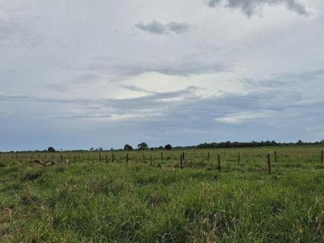 FAZENDA 185 HECTARES PECUARIA EM NOVA ALVORAD.