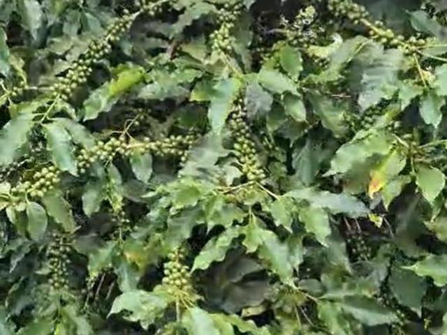 Fazenda