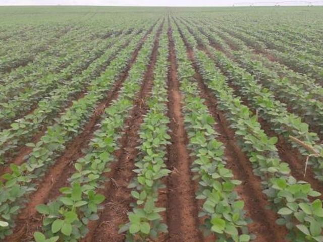 Fazenda 1065 Alqueires, 700 Alqueires de Capim, 100 Alqueires de Soja, Milho, Rica em Água com Rio