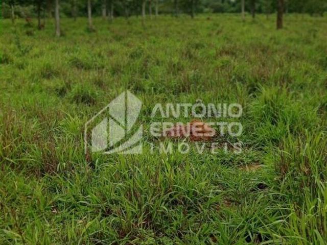 Fazenda 116 hectares Morro da Garça