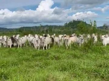 Fazenda 120 Alqueires no Total, sendo 60 Alqueires no Pasto, riquíssima em Água, Ótima logística e A