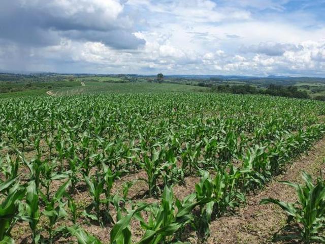 Fazenda 125 Alqueires, Aproveitamento de 70% em Lavoura, Solo Misto, Boa de Água com Rio, 80% de Apr