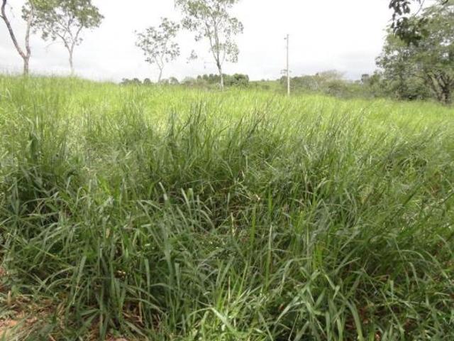 Fazenda