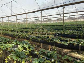 Fazenda