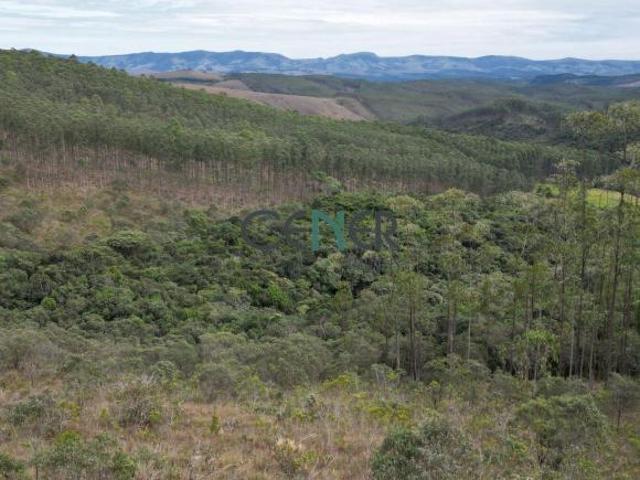 Fazenda 265 ha com 115 ha de eucalipto em Andrelândia MG
