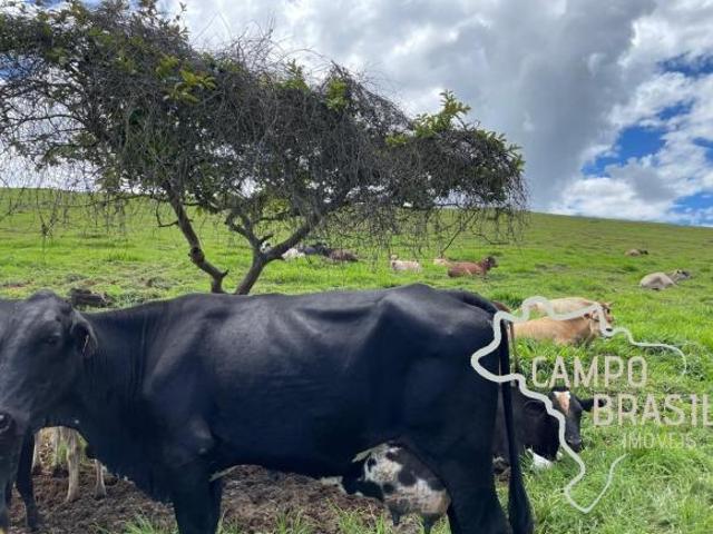 FAZENDA 26 HECTARES FORMADA COM EXCELENTE ESTRUTURA NO SUL DE MINAS GERAIS !