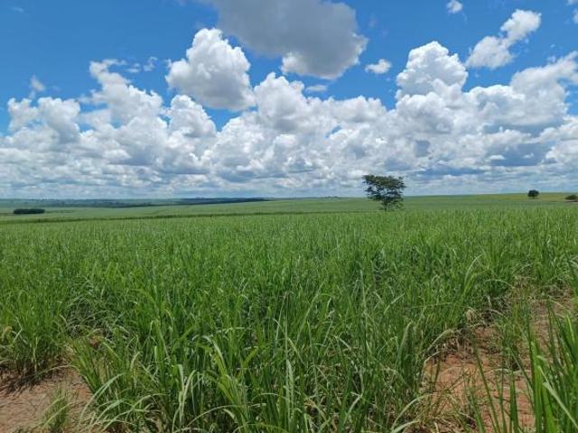 Fazenda 274 Alqueires 230 Alqueires em Cana Topografia Plana a Semi Plana Solo Mista a Vermelha Usi