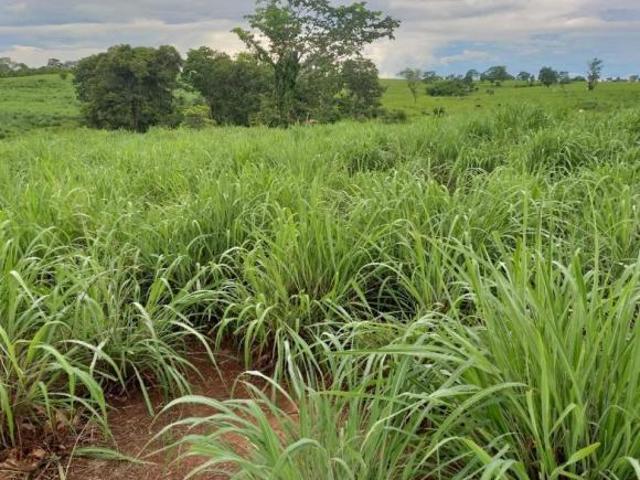 Fazenda