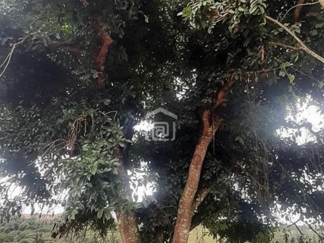 Fazenda 338,8 ha à venda em Itacolomi, Ipuiúna