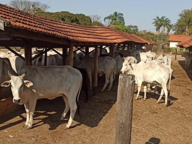 Fazenda