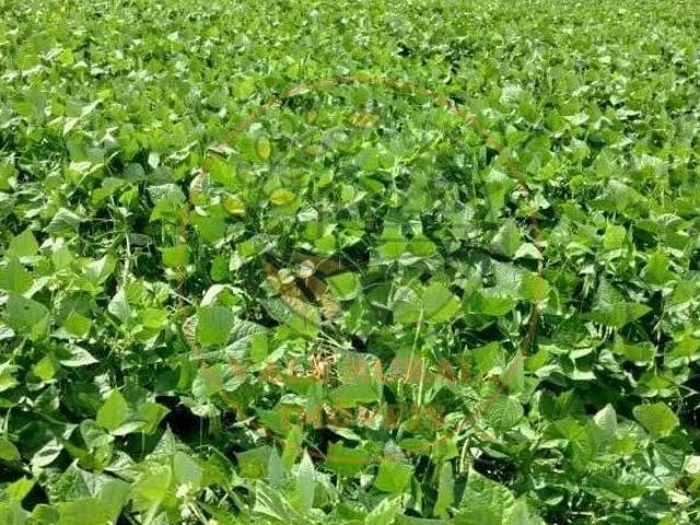 Fazenda