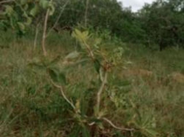 Fazenda
