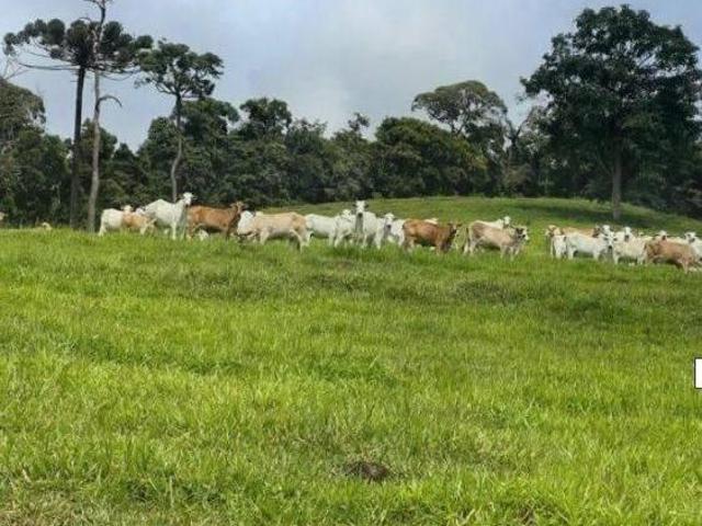 Fazenda