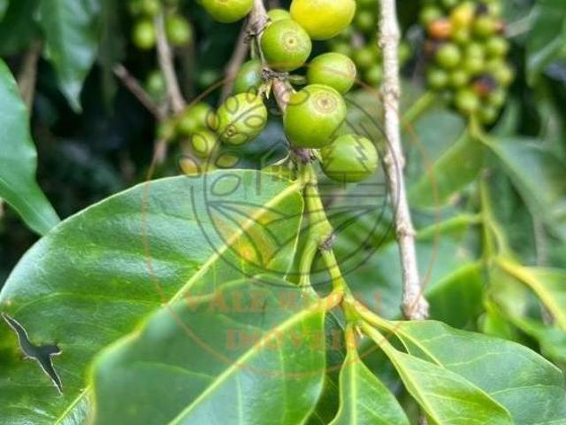 Fazenda